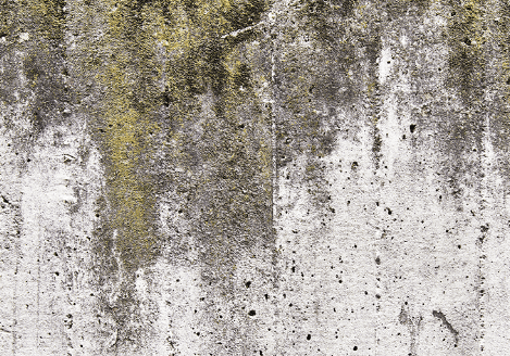 カビ・藻 カビ・藻